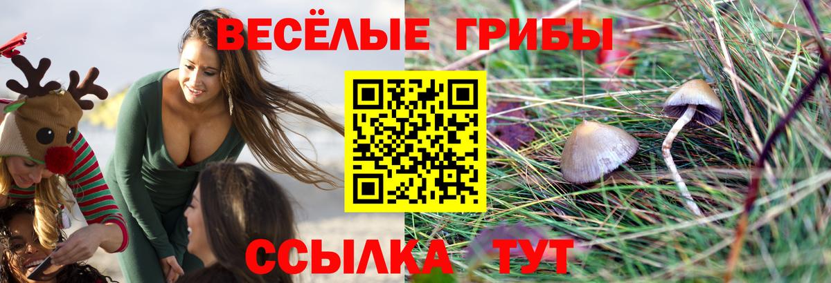 Псилоцибиновые грибы мицелий  Псилоцибиновые грибы прущие грибы  Волгодонск  Вход с VPN 